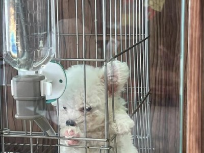 养护贵宾犬，享受无尽快乐（正确的方法让你的贵宾犬健康快乐）