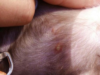 泰迪犬宝宝洗澡的最佳时机（以泰迪生宝宝多久能洗澡为主题写1个文章的和副标题及的1个）