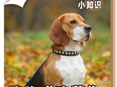 普通狗不吃的原因解析（探究普通狗不吃的原因及解决方法）
