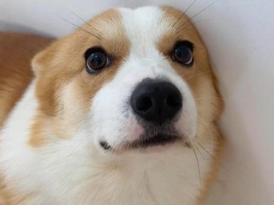 柯基犬价格下跌，养犬人数却减少？！（选择太多的后果与犬类市场趋势）
