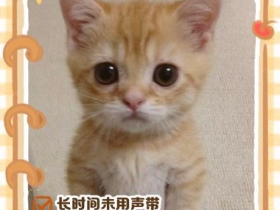 猫咪声音嘶哑的原因及处理方法（探究猫咪声音嘶哑的六个主要原因和相应的解决方法）