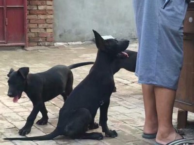 黑狼犬拉稀了怎么办——宠物拉稀的处理方法（以爱心照顾宠物健康）