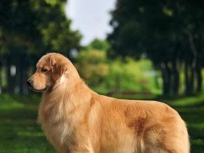 金毛犬的温顺之道（一只金毛犬的性情与训练方法）