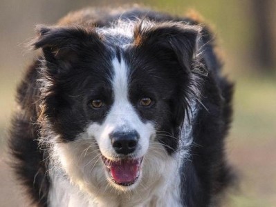 如何避免澳大利亚牧羊犬掉毛？（打造宠物的美丽毛发，）