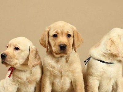 如何更好地养幼犬（掌握关键技巧，让幼犬成长更健康快乐）