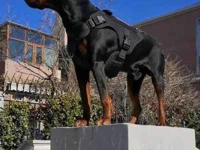 杜宾犬的用途与特点（探秘杜宾犬的工作、训练和饲养）