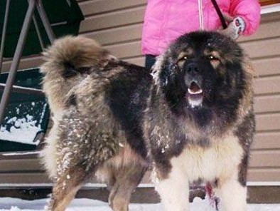大漠犬（探寻大漠犬的神秘身世及养殖技巧）
