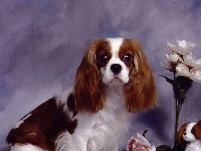 美卡犬的理想毛色（美卡犬的多彩外观之谜解析）