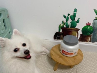 银狐犬毛发护理技巧，让毛发光亮柔顺（银狐犬毛发护理技巧，让毛发光亮柔顺）