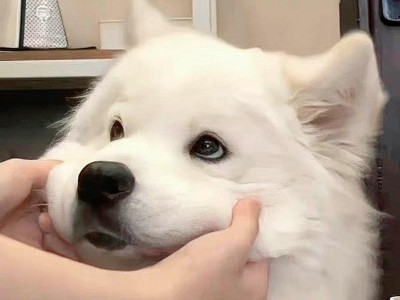 揭秘萨摩耶犬市场价格（了解萨摩耶犬的价格趋势及关键影响因素）