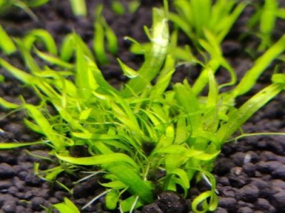 水草叶子黑斑的成因及处理方法（探究水草叶子黑斑的藻类种类及预防措施）
