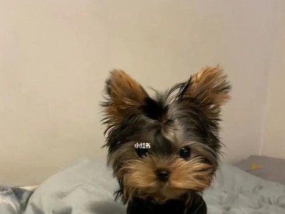 约克夏洗澡时间合适吗？（宠物爱好者必看，了解约克夏洗澡时间的注意事项！）