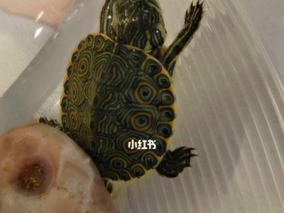 佛州甜甜圈龟的饲养方法（了解这些才能让你的宠物更健康快乐）