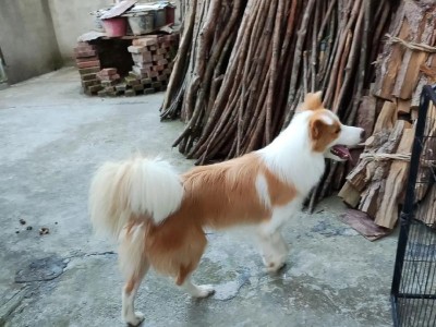 边牧狗狗的聪明才智（养一只聪明的边牧狗所需的代价）