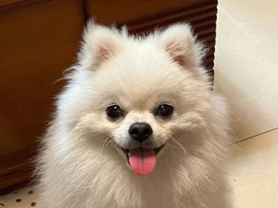 美系博美犬的饲养方法（打造健康、快乐的犬宠生活）