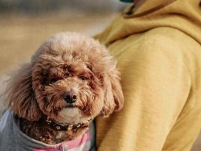 泰迪犬的站姿之谜（揭秘泰迪犬站立的奥秘，探索站姿背后隐藏的健康秘密）