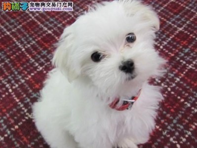 以马尔济斯犬打疫苗的必要性和方法（宠物保健的重要性及马尔济斯犬疫苗注射的指导）