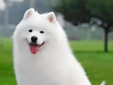养一只猎犬（探索猎犬的独特优势和适应能力）