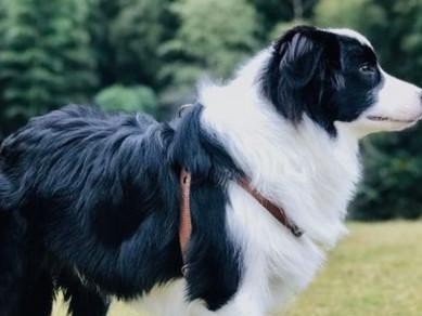 如何训练边境牧羊犬拒食？（宠物养护必修技能——边境牧羊犬的饮食训练）