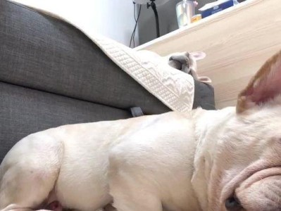 狗狗打呼噜的原因剖析（为什么狗狗睡觉会打呼噜？打呼噜的狗狗需要注意什么？）