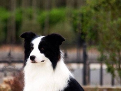边境牧羊犬（探秘这个顶级牧羊犬的聪明才智和优秀品质）