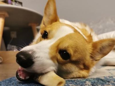 如何训练柯基犬狗狗不要讨要食物（掌握方法与技巧，让你的宠物健康成长）