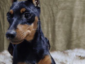 迷你杜宾犬的饲养知识（以宠物为主，让你的迷你杜宾犬健康成长）