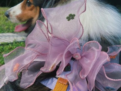 喜乐蒂牧羊犬的哮喘问题（探究喜乐蒂牧羊犬哮喘原因与治疗）
