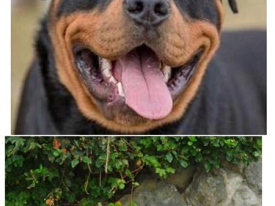 养护罗威纳犬幼犬的注意事项（培养健康快乐的宠物犬生活）