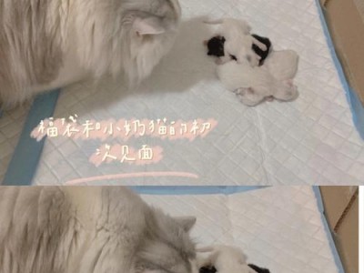 公猫和小猫的温馨时刻（两只可爱的宠物共享美食）