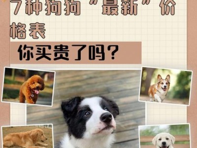 博美犬价格及购买经验（深入了解博美犬市场行情，了解是否买贵了）
