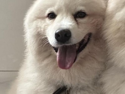 以萨摩耳朵竖起来的时刻（揭秘以萨摩耳朵竖立的神奇变化）