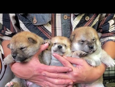 小柴犬感冒的治疗方法及相关药物选择（细说小柴犬感冒的症状、常见药物及用法）