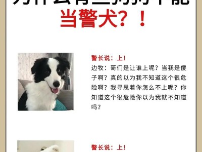 萨摩耶染毛注意事项（让你的宠物安全又美丽）