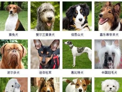 法老王猎犬的饲养方法（打造优秀的猎犬伙伴）