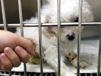 金毛犬细小病毒治疗全攻略（以宠物为主，如何做好治疗工作？）