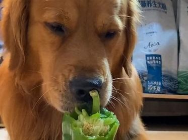 如何让宠物狗改掉乱吃东西的毛病（从饮食、行为、训练入手，帮助狗狗拥有健康生活）
