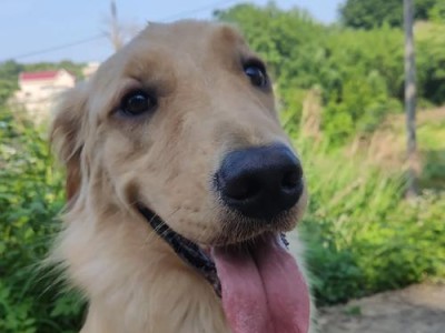 金毛犬是大暖男（错误饲养行为千万不要做！）