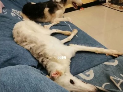 如何科学饲养苏俄猎狼犬？（让你的宠物拥有健康快乐的生活）
