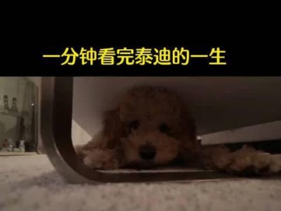 泰迪狗狗的成长历程（从幼崽到老年，揭秘泰迪一生中的15个重要阶段）