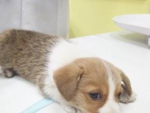 小狗感冒的严重后果及治疗方法（宠物感冒易被忽视，小心病入膏肓！）