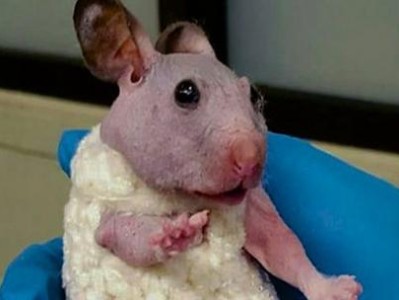 如何科学饲养大仓鼠（宠物大仓鼠的喂养技巧和生活注意事项）