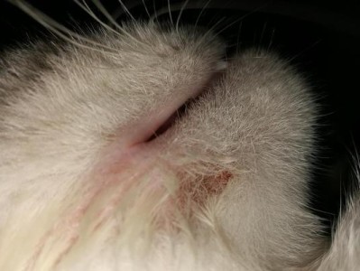 揭秘猫咪尾巴得毛囊炎的真相（宠物毛发护理中的易忽视问题）