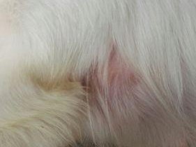 狗狗怀孕后乳房为什么会变硬？（了解狗狗怀孕后乳房变化的原因和应对方法）