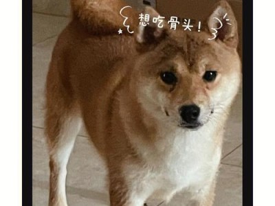 养一只柴犬的月度花销及承受能力分析（了解养柴犬的经济负担，为你的宠物做出明智决策）