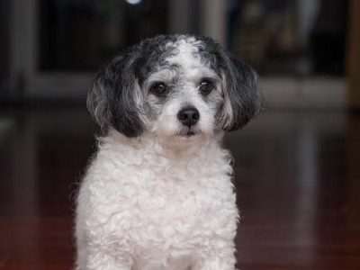 训练西施犬大小便的技巧（从小培养好习惯，让你的宠物更健康）