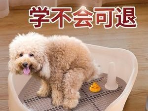 如何让宠物泰迪学会固定地点大小便？（以科学方法训练泰迪的大小便行为）