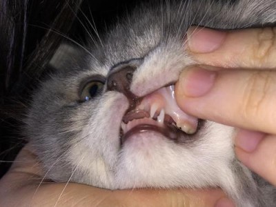 小猫发炎怎么办？宠物健康必知！（如何预防和治疗小猫牙龈发炎？）