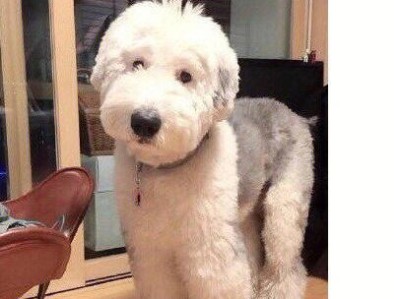养一只英国古代牧羊犬，你需要了解的一切（价格、品相和抚养要点，让你顺利入手满意的古牧）