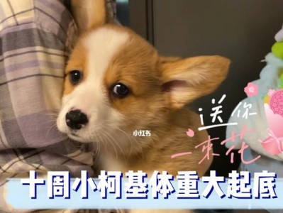 柯基的标准体重是多少斤？（了解柯基的健康体重，确保宠物的幸福生活）